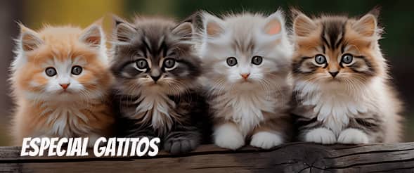 Bienvenido a casa gatito